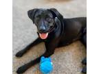 Adopt Casey a Labrador Retriever, Black Labrador Retriever