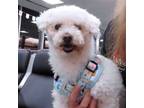 Adopt Ms. Fluff a Miniature Poodle