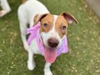 Adopt Cupake (foster or adopter needed) a Hound, Terrier