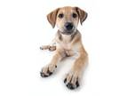 Adopt Hana a Airedale Terrier, Hound