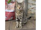 Adopt Belle a American Shorthair