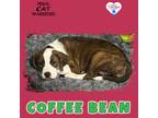 Adopt Coffee Bean a Pit Bull Terrier