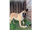 Adopt Willow a German Shepherd Dog, Belgian Shepherd / Malinois