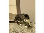 Fang Domestic Shorthair Kitten Male