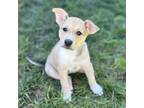 Ella Mixed Breed (Large) Puppy Female