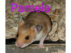 Adopt Pamela a Hamster
