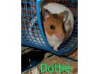 Adopt Dottie a Hamster