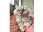 Adopt Posie (Breed: Mohave Bob) a Selkirk Rex, Extra-Toes Cat / Hemingway