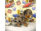 Dachshund Puppy for sale in Winnsboro, LA, USA