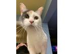 Adopt Mommy- LOVING LAP CAT a Dilute Calico