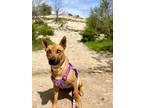 Adopt Cozi a Carolina Dog, Australian Cattle Dog / Blue Heeler