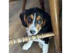 Adopt Reba a Beagle, Bernese Mountain Dog