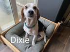 Adopt Dixie a Beagle