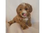 Mutt Puppy for sale in Winona, MN, USA