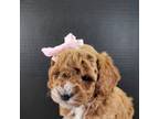 petite-mini Goldendoodle Pink