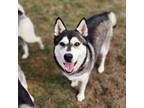 Adopt Glimmer a Siberian Husky