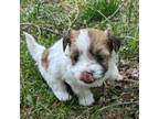 Havanese Puppy for sale in Warsaw, IN, USA