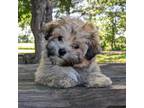 Havanese Puppy for sale in Warsaw, IN, USA