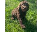 Goldendoodle Puppy for sale in Bowling Green, KY, USA