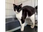 Adopt Chi Chi a Domestic Short Hair