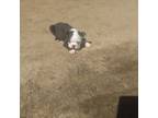 Boston Terrier Puppy for sale in Wisconsin Dells, WI, USA