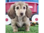 Dachshund Puppy for sale in Murphysboro, IL, USA