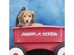 Dachshund Puppy for sale in Murphysboro, IL, USA