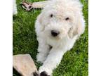 Great Pyrenees Puppy for sale in Detroit, MI, USA
