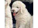 Great Pyrenees Puppy for sale in Cleveland, OH, USA