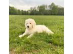 Great Pyrenees Puppy for sale in Denver, CO, USA