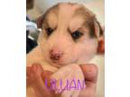 Adopt Lillian a German Shepherd Dog
