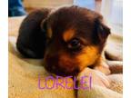 Adopt Lorelei a German Shepherd Dog