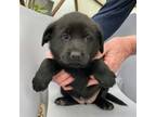 Adopt Helga a Black Labrador Retriever, German Shepherd Dog