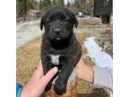 Adopt Hailey a Black Labrador Retriever, German Shepherd Dog