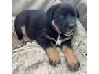 Adopt Hope a German Shepherd Dog, Black Labrador Retriever