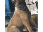 Belgian Malinois Working Line