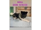 Adopt Mika a Akita