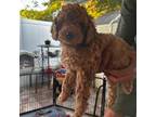 Mini golden doodle