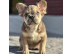 French Bulldog Puppy for sale in Saint Clair, MO, USA