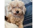 Adopt Penny poo a Poodle