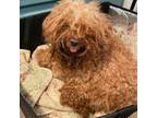 Adopt Merlot a Poodle