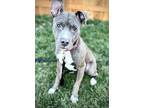 Adopt Cece a American Staffordshire Terrier