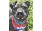 Adopt Sabre a American Staffordshire Terrier