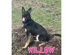 Adopt Willow a German Shepherd Dog