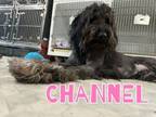 Adopt Channel a Labradoodle