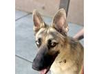 Adopt Blue a German Shepherd Dog, Siberian Husky