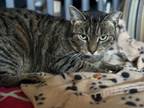 Adopt Clover a Domestic Short Hair