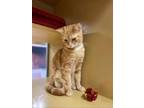 Adopt Izzy a Domestic Short Hair