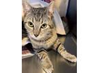 Adopt Sasha a Domestic Short Hair