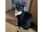 Adopt Julia a Domestic Short Hair